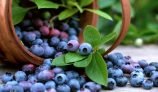 Amazing Health Benefits of Bilberry