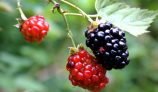 Amazing Health Benefits of Blackberry