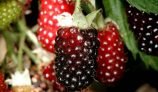 Amazing Health Benefits of Boysenberries