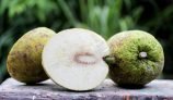 Amazing Health Benefits of Bread Fruit