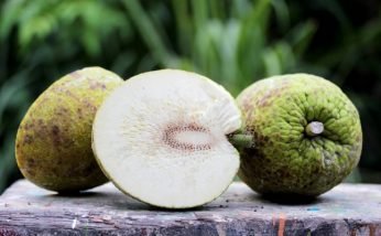 Amazing Health Benefits of Bread Fruit