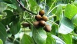 Amazing Health Benefits of Chybolic Myrobalan