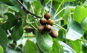 Amazing Health Benefits of Chybolic Myrobalan