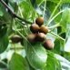 Amazing Health Benefits of Chybolic Myrobalan