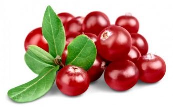 Amazing Health Benefits of Cranberry