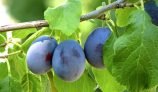 Amazing Health Benefits of Damson