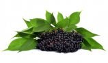 Amazing Health Benefits of Elderberry
