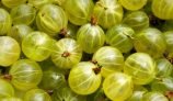 Amazing Health Benefits of Gooseberry