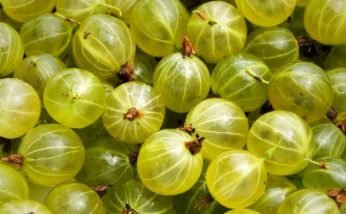 Amazing Health Benefits of Gooseberry