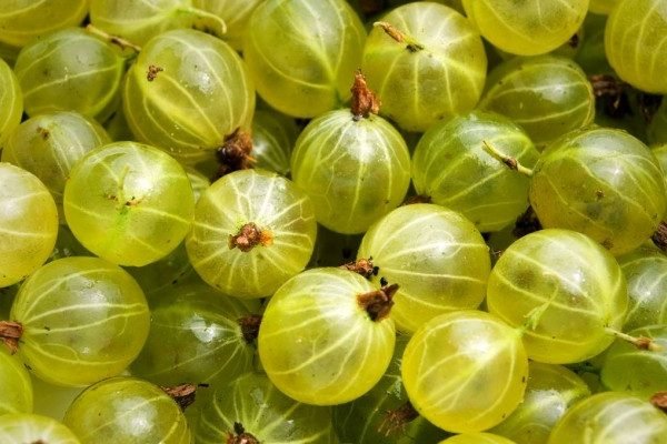 Amazing Health Benefits of Gooseberry