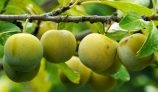 Amazing Health Benefits of Greengage