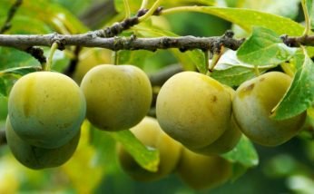 Amazing Health Benefits of Greengage