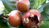Amazing Health Benefits of Meddler