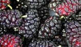 Amazing Health Benefits of Mulberry