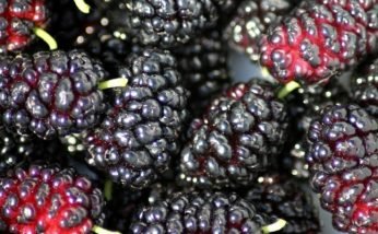 Amazing Health Benefits of Mulberry
