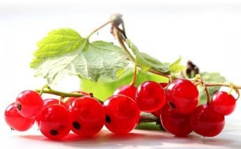 Amazing Health Benefits of Red Currants