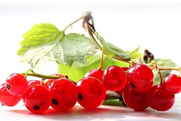 Amazing Health Benefits of Red Currants