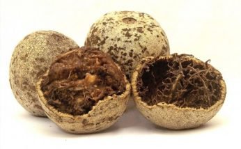 Amazing Health Benefits of Wood Apple