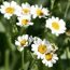 Benefits of Costmary