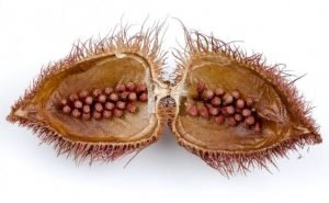 Health Benefits of Annatto