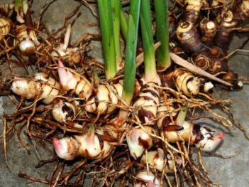 Health Benefits of Aplinia Galanga