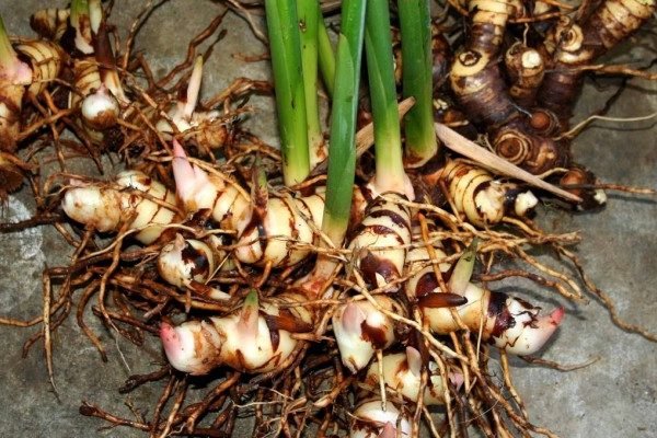 Health Benefits of Aplinia Galanga