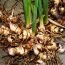 Health Benefits of Aplinia Galanga