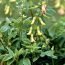 Health Benefits of Astragalus
