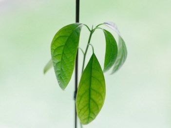 Health Benefits of Avocado Leaf