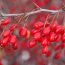 Health benefits of barberry