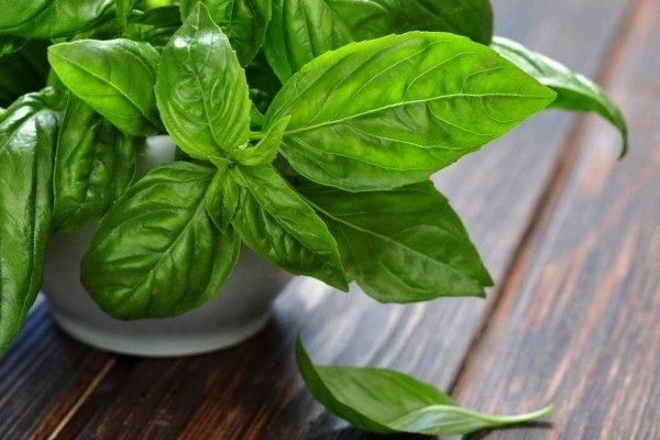 Health Benefits of Basil