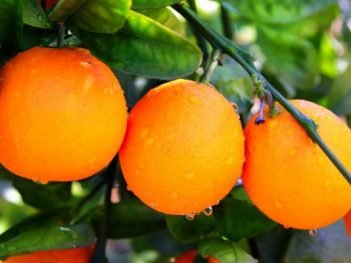 Health benefits of Bitter oranges