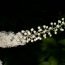 Health benefits of Black cohosh