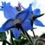 Health benefits of Borage