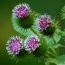 Health Benefits of Burdock
