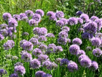 Health Benefits of Calamint