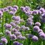 Health Benefits of Calamint