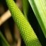 Health Benefits of Calamus