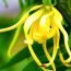 Health Benefits of Cananga