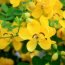 Health Benefits of Cassia