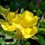Health Benefits of Cats Claw