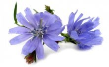 Health Benefits of Chicory