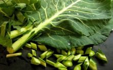 Health Benefits of Collard