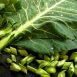 Health Benefits of Collard