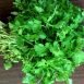Health Benefits of Coriander