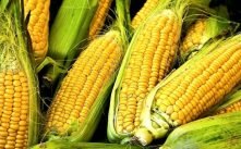Health Benefits of Corns