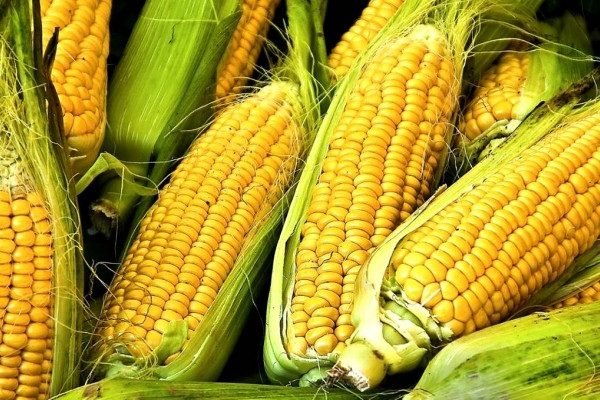 Health Benefits of Corns