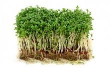 Health Benefits of Cress