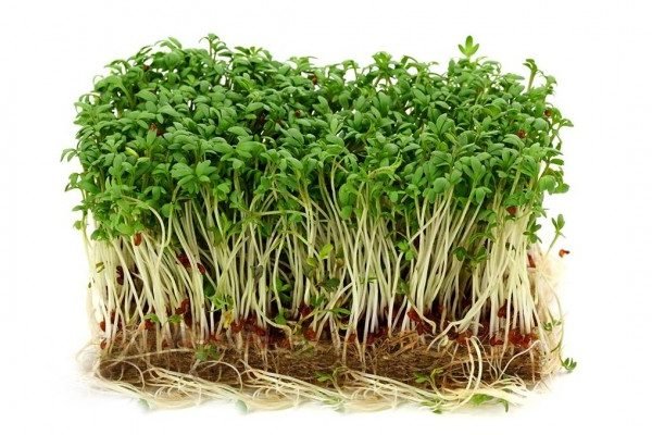 Health Benefits of Cress