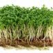 Health Benefits of Cress